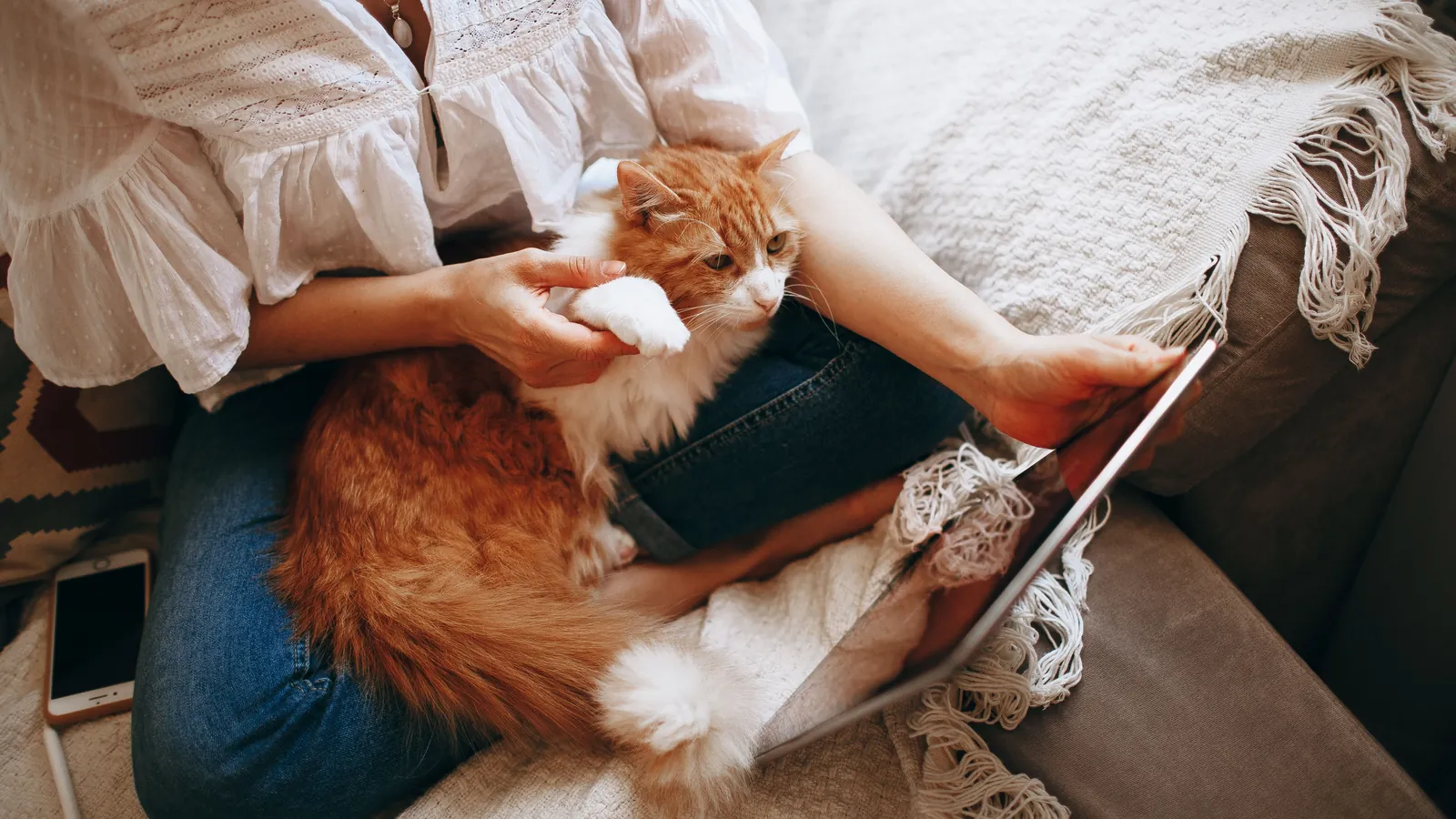 Nettbrett i sofaen med katten på fanget